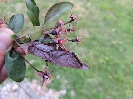 Image result for argyresthia thuiella thuja symptoms