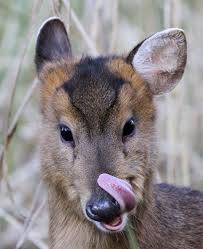 Muntjac deer information and care. Muntjac Deer In 2020 Animals Animals Wild Cute Animals