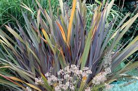 Image result for Phormium