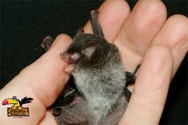 Since around 1996 the bumblebee bat has been listed as endangered with its population decreasing. Bumblebee Bat For Sale Online Buy Bumblebee Bat Online