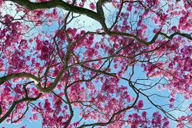 Image result for Handroanthus sp. near impetiginosus