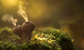 Kanlıca arayacaksak çam ve köknar ormanına, kara kafa çörek mantarı arayacaksak meşe ormanına gireceğiz. Mantar Turleri Ve Cesitleri 1 Kayra Mantar