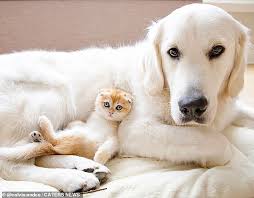 By adminposted on january 20, 2020january 20, 2020. Tidak Seperti Anjing Dengan Kucing Comel Pulak Video Orangmuo My