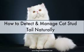 Find deals on products in cat supplies on amazon. How To Detect Manage Cat Stud Tail Naturally Cat Health Signs Cat Health Problems Cat Symptoms