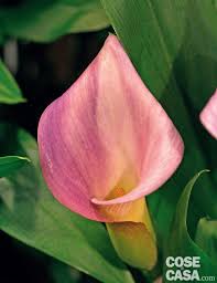 Check spelling or type a new query. Zantedeschia Aethiopica Calla Colorata Cose Di Casa