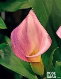 Un modo originale ed allegro di arredare casa è farlo con i fiori, senza comprare mobili e ridipingere le pareti.conferire un tocco di eleganza e stile ai nostri ambienti con i loro. Zantedeschia Aethiopica Calla Colorata Cose Di Casa