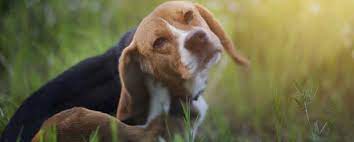 Maybe you would like to learn more about one of these? Can You Buy Nexgard Without Vet Prescription World Pet Express