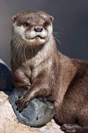 The Otter King Eurasian Otter Sunbathing Otters Cute Otters Baby Otters