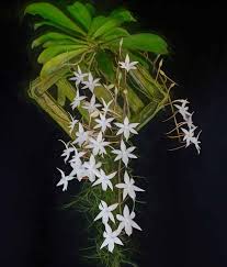 Image result for Summerhayesia