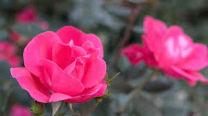 Fill in around the roots with soil that is loose, crumbling any that is sticking together in a lump. Growing And Caring For Knock Out Roses Dengarden