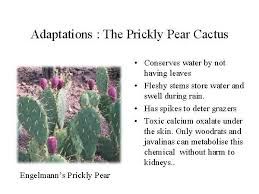 How to tell if you've bought a stolen cactus. Plant Adaptations My Arizona