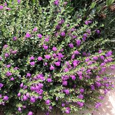 Image result for Scutellaria violascens