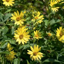 Image result for Helianthus angustifolius