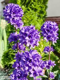 They grow to roughly four feet and love being grown in the sun. Purple Perennial Flowers 24 Brilliant Choices For Gardens