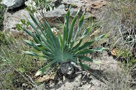 Image result for Boophone