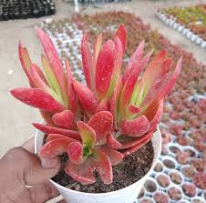 Image result for Crassula capitella