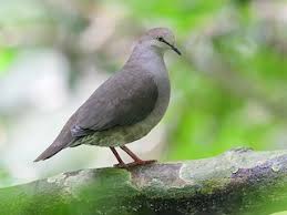 Image result for Lepidotrichilia