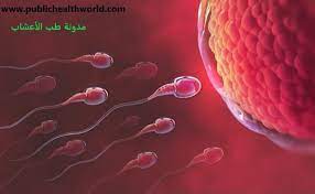 علاج قلة السائل المنوى عند الرجال