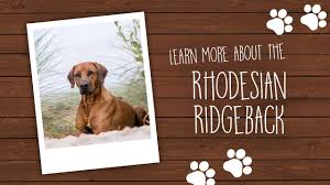 The puppies will be vet. Rhodesian Ridgeback Puppies Forever Love Puppies Miami Pembroke Pines