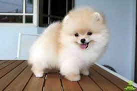 Resultado De Imagen Para Fotos Perros Pomerania Lulu Miniatura Baby Dogs Cute Dogs Dogs