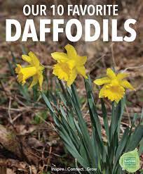 Small bulbs require 2 to 3 inches in depth, while large bulbs need to be planted 6. Top 10 Daffodils For Your Yard And Garden National Garden Bureau