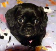 Black And Tan Pugalier Pugalier