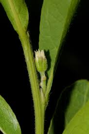 Image result for Dichapetalum