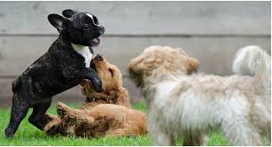 They are the shorthaired, the longhaired, and the wirehaired dachshunds. Dachshund Puppies For Sale Nyc Breeders