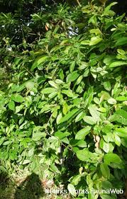 Image result for Tetracera