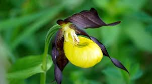 R 27.04.1990 (us) dramat, romans 1h 45m. Niesamowita Dzika Orchidea Obuwik Pospolity