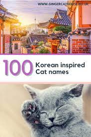 100 Korean K Pop Cat Names Cat Names Pop Cat Pet Names