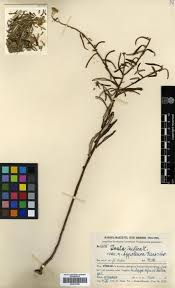 Image result for Pentanema indicum