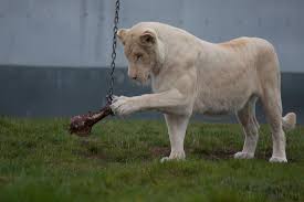 Hotels near west midland safari park. West Midlands Safari Park Picture Of West Midland Safari Park Bewdley Tripadvisor