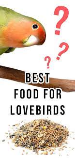 What Do Lovebirds Eat The Best Food For Lovebirds Love Birds Pet Love Birds Bird Care