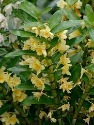 Hoa Phong Lan Việt Vietnam Orchirds Dendrobium Nobile Lindley 1830 Phi điệp Kep Hoa Hoa Lan