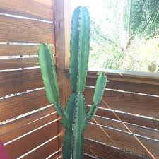 Get the best deal for cactus euphorbia plant cactus & succulent plants from the largest online selection at ebay.com. Euphorbia Ingens Candelabra Tree Uploaded By Debbadoh