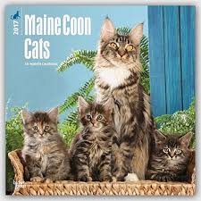Read more about this cat breed on our maine coon breed information page. Maine Coon Cats 2017 Calendar 12 X 12in Buy Online In United Arab Emirates At Desertcart Ae Productid 34108849