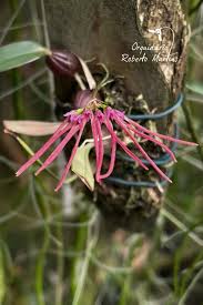 Image result for Bulbophyllum intertextum