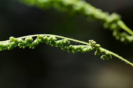 Image result for Anemiaceae