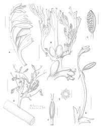 Image result for Inversodicraea