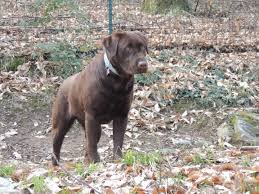 Cani nei luoghi pubblici legge 2015. Il Cane E La Legge La Tutela Di Tutti