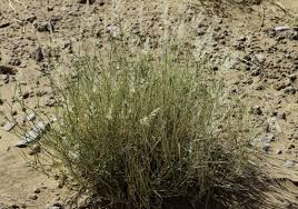 Image result for Tricholaena