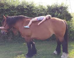 The ardennes is a very gentle. Ardennes Horses Uk Home Facebook