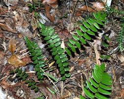 Image result for Pellaea