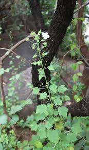 Image result for Pavonia leptocalyx