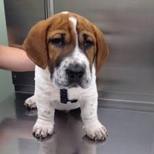 Take a look at what pet owners have had to say about the expert veterinary care we have. Animal Hospital In Phoenix Az Canyon Animal Hospital