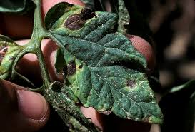 Image result for tomato seedling early blight