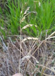 Image result for Urochloa eminii