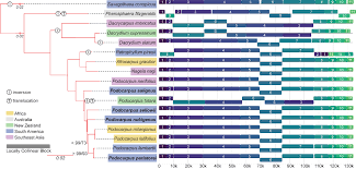 Image result for Aster milanjianus