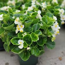 Image result for begonia semperflorens